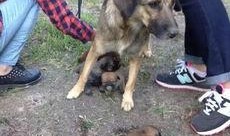 狗崽爆料视频大全最新章节,揭秘最新章节背后的惊人真相